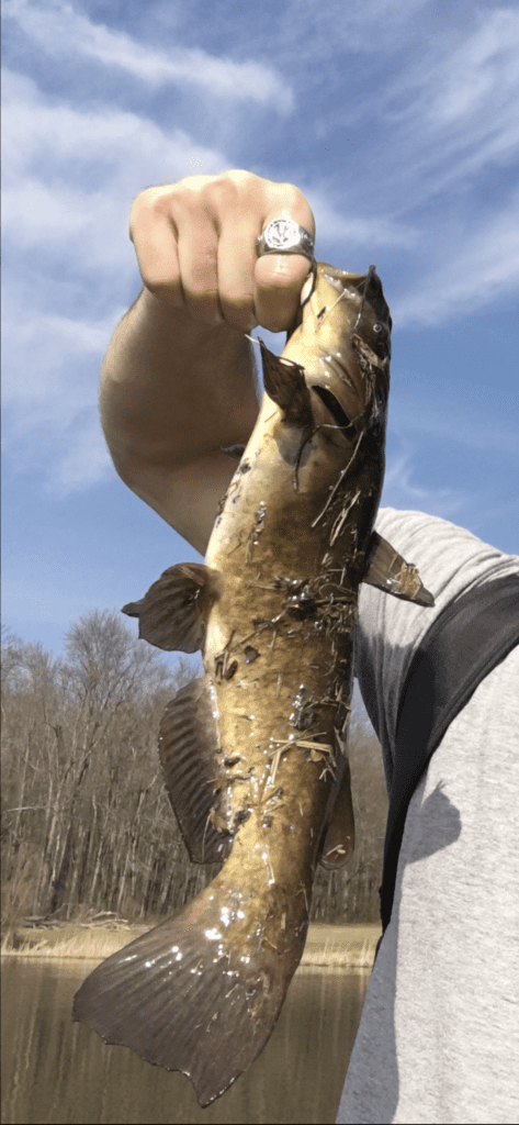Even catfish like this brown bullhead can be caught on spinner baits.