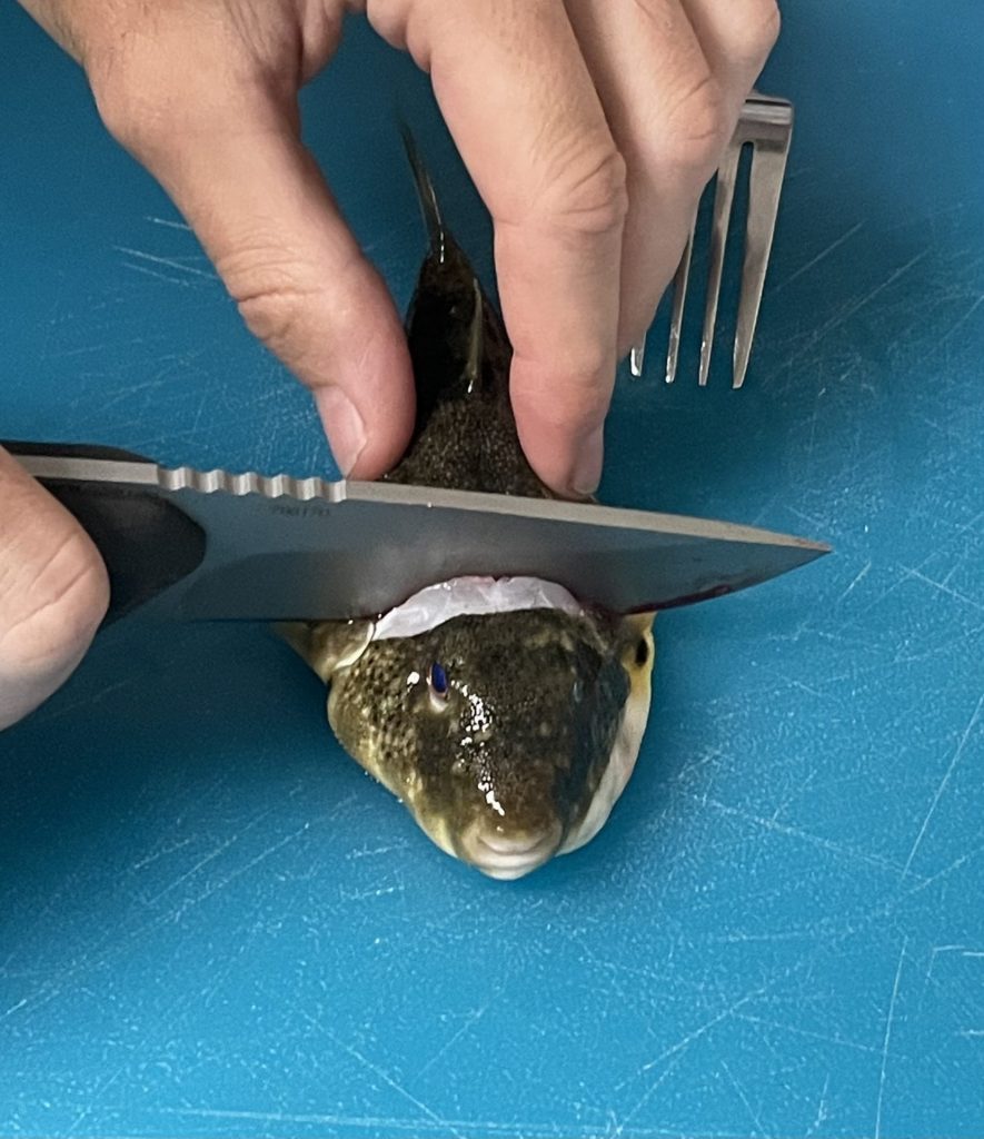 How to clean blowfish