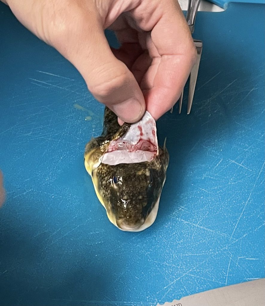 How to clean blowfish