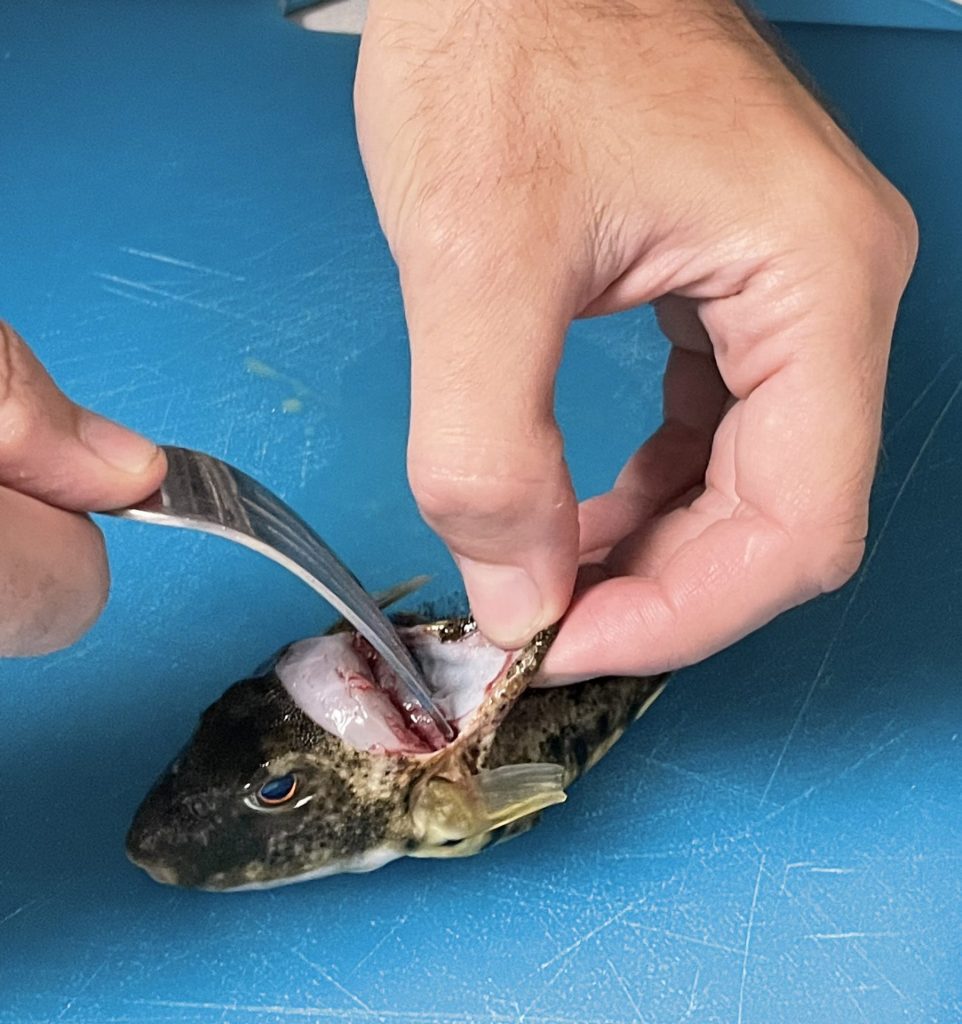 How to clean blowfish