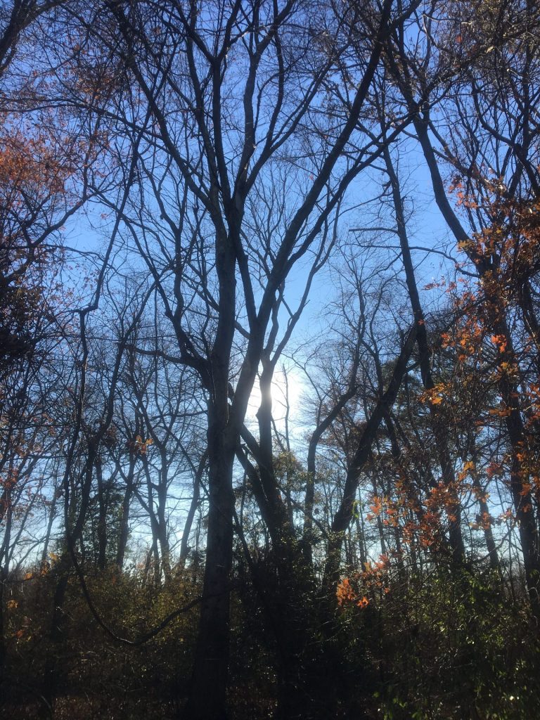 Hunting Pheasant Without a Dog