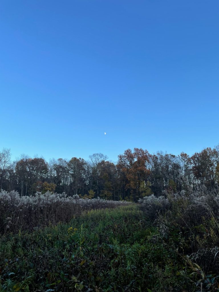 Hunting Pheasant Without a Dog