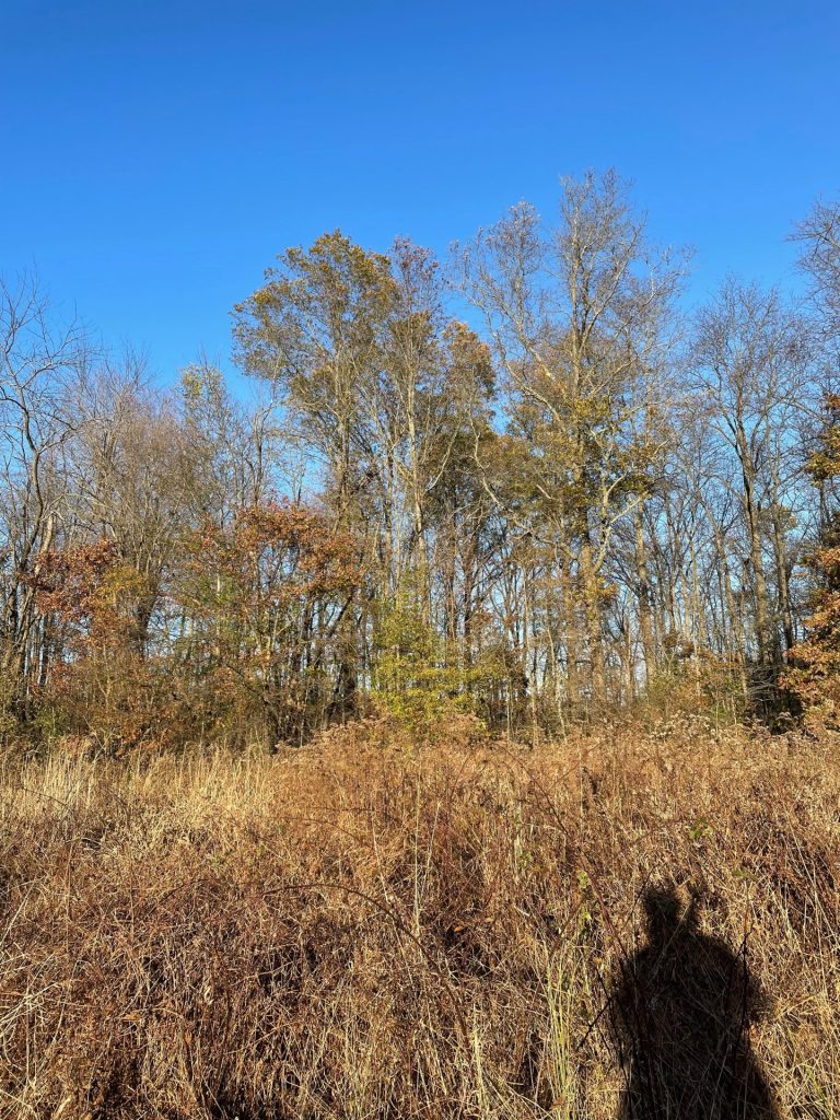 Hunting Pheasant WIthout a Dog