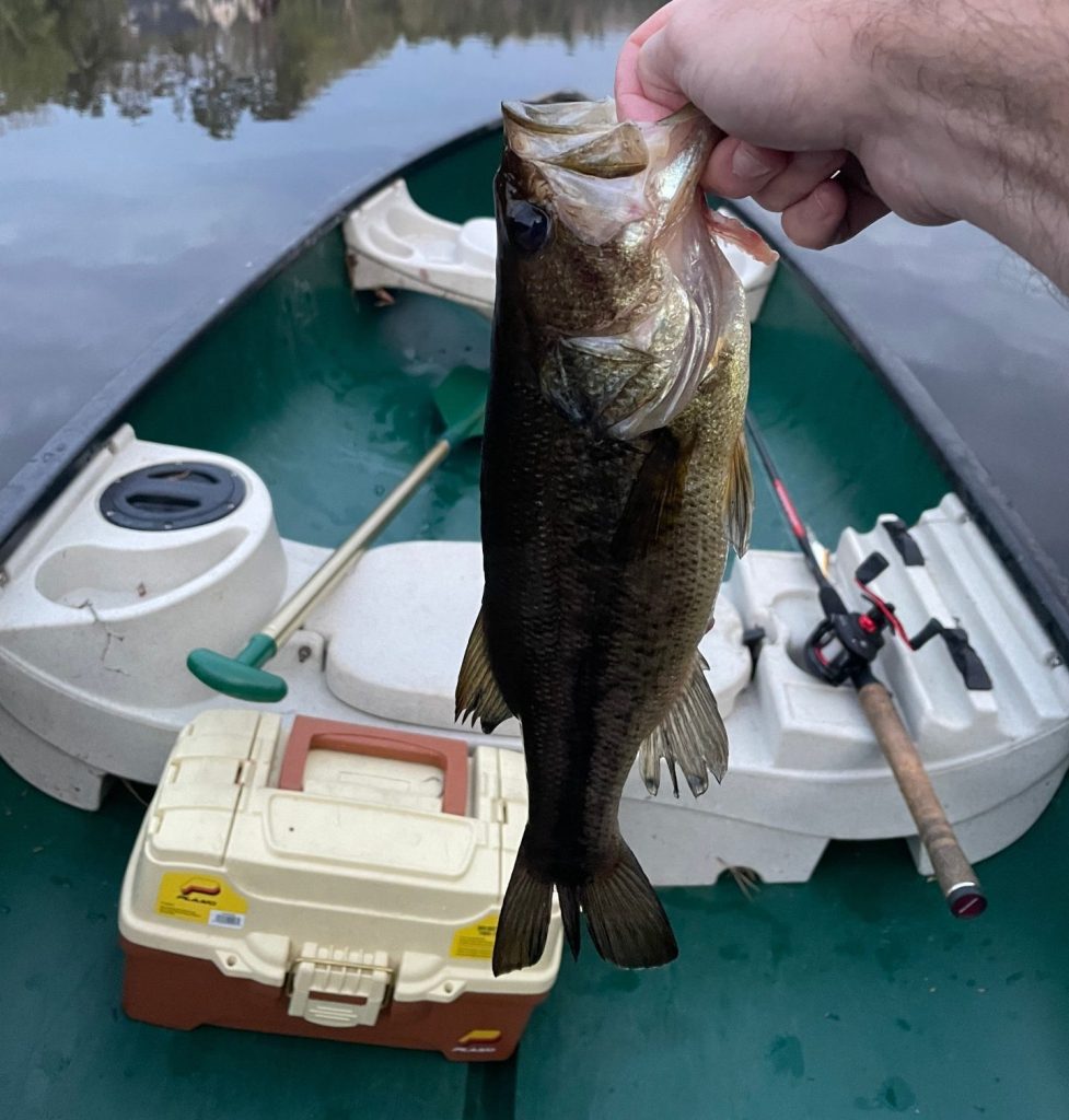 Bass Spawn FIshing