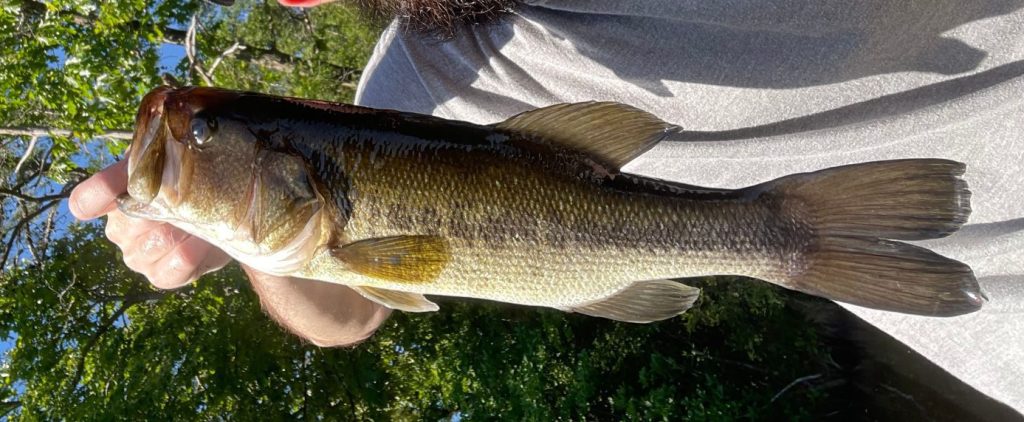 Bass Spawn Fishing