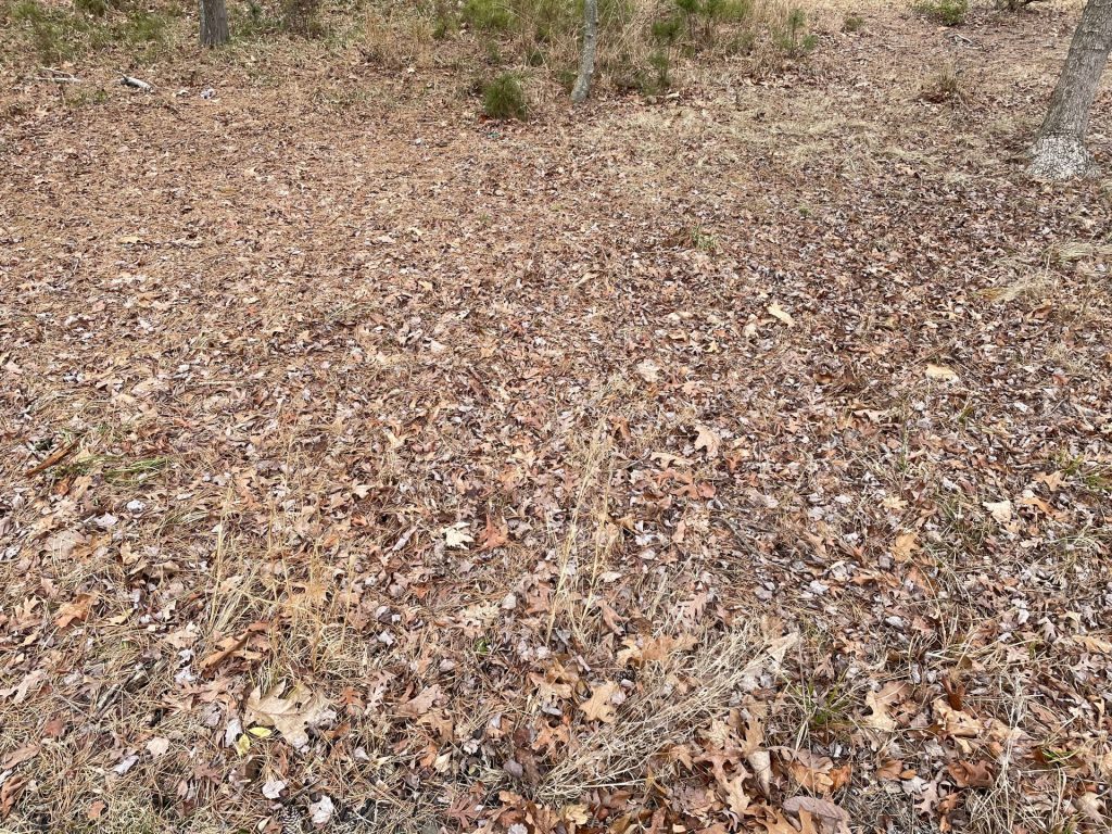 Standing Dry Grass As Tinder