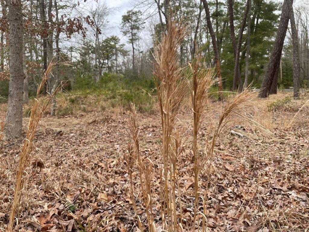 Standing Dry Grass As Tinder