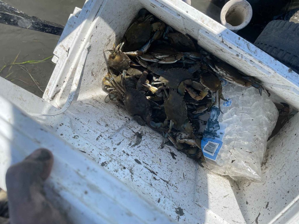 How to Clean a Blue Crab
