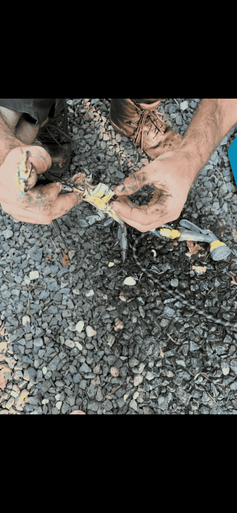 How to Clean a Blue Crab