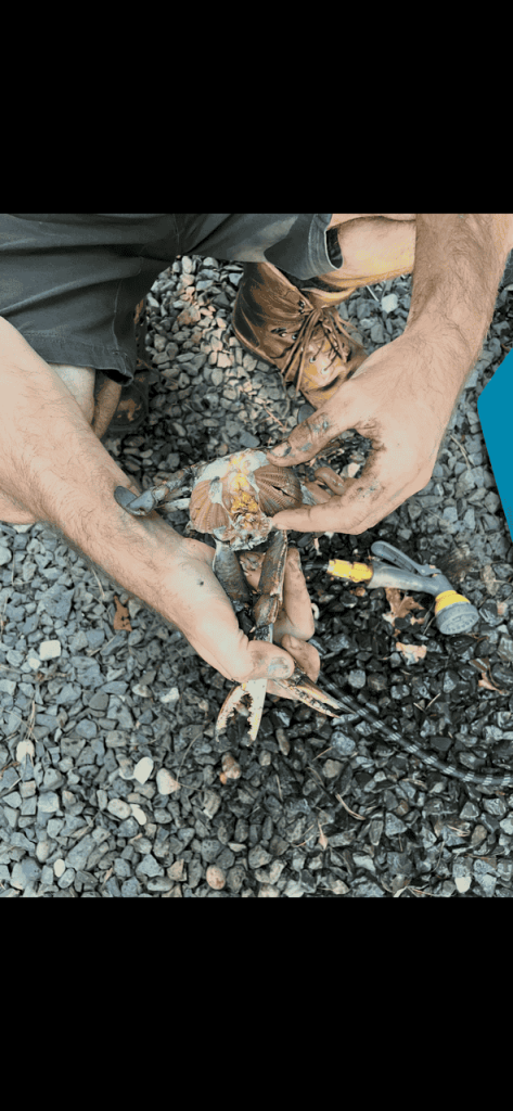 How to Clean a Blue Crab