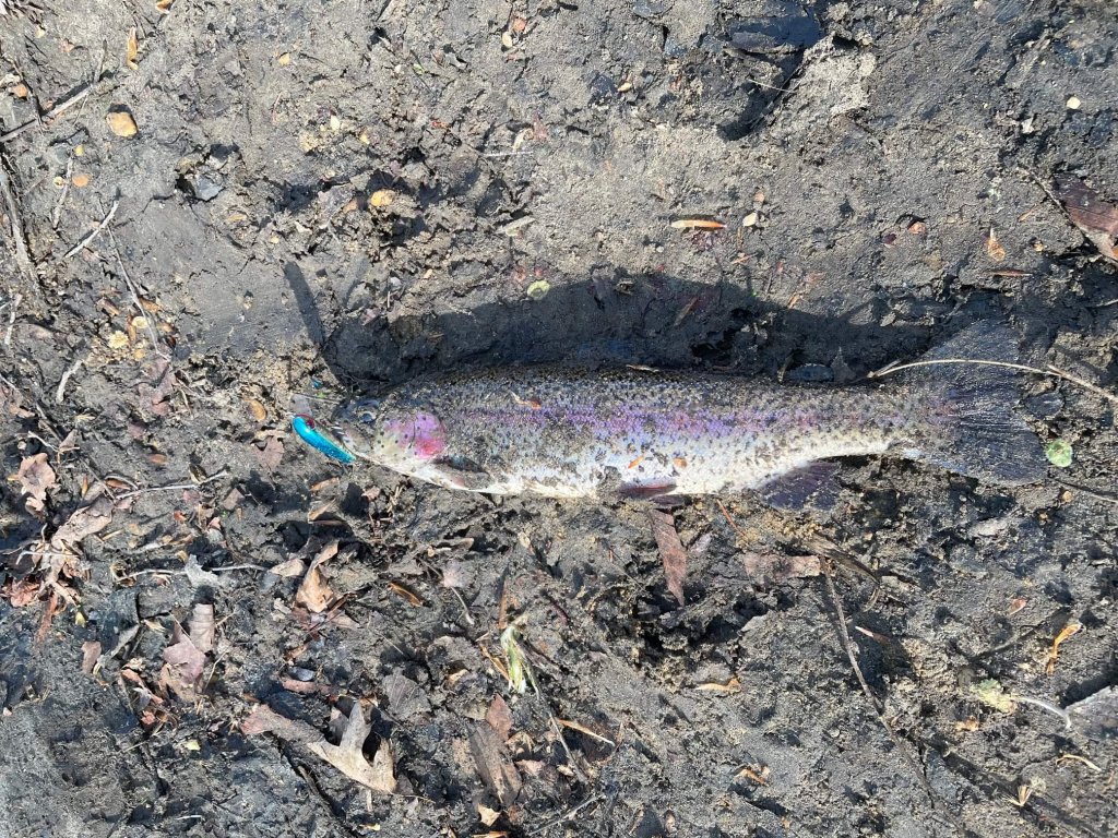 Trout lures