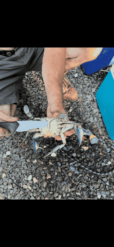 How to Clean a Blue Crab