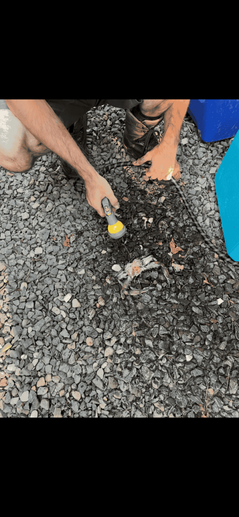 How to Clean a Blue Claw Crab