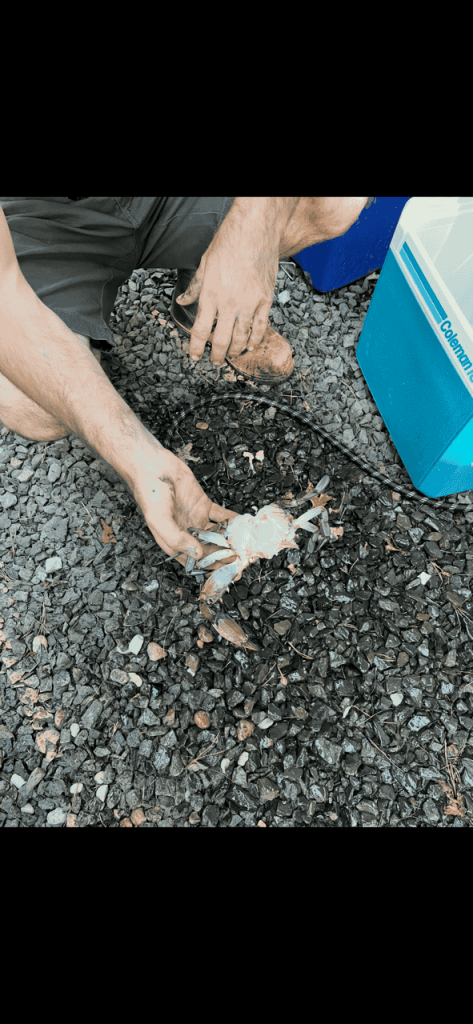 How to Clean a Blue Claw Crab
