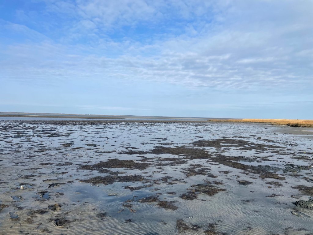 Where to Find Clams; When to Go Clamming; What You Need to Go Clamming