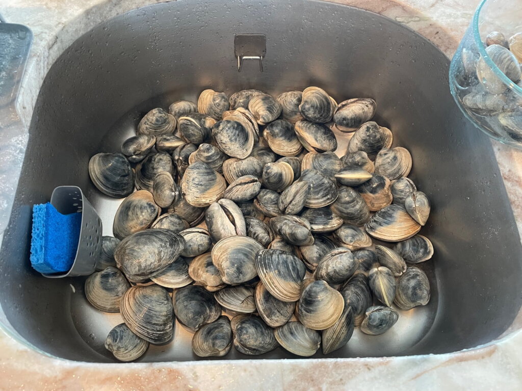 How to Go Clamming