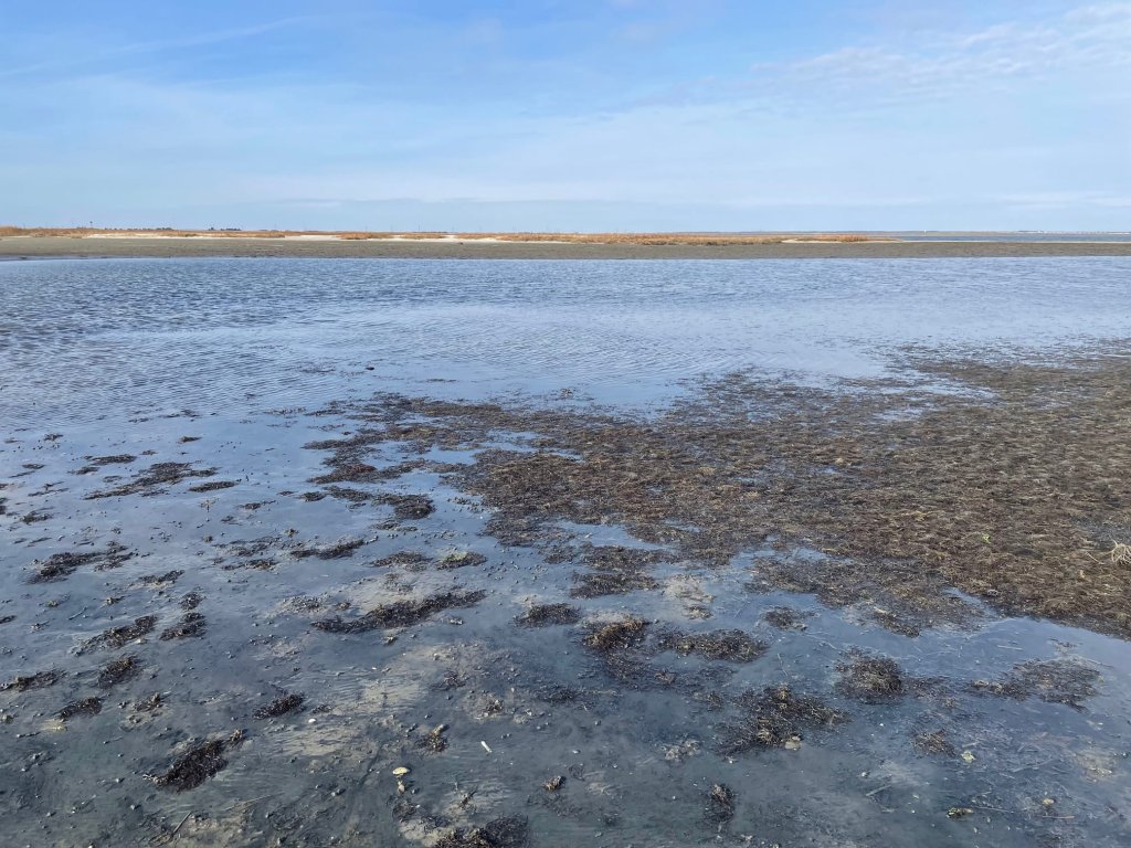How to Go Clamming; Where to Find Clams; When to Clam; When to Go Clamming