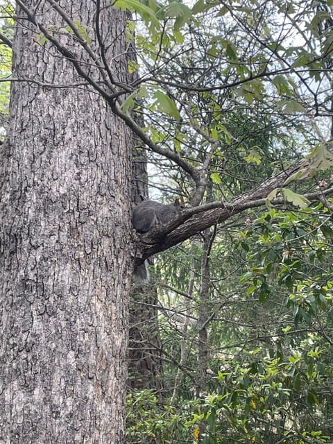 Air Gun or Shotgun for Squirrel?