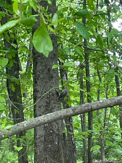 Air Gun or Shotgun for Squirrel?