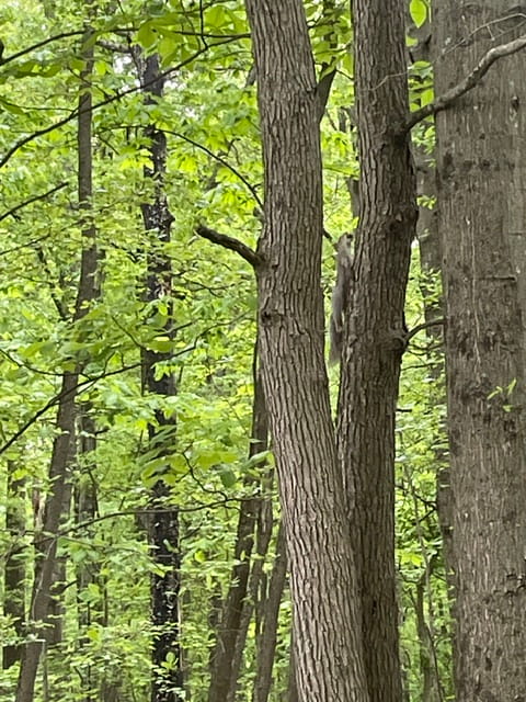 Air Gun vs. Shotgun for Squirrels?